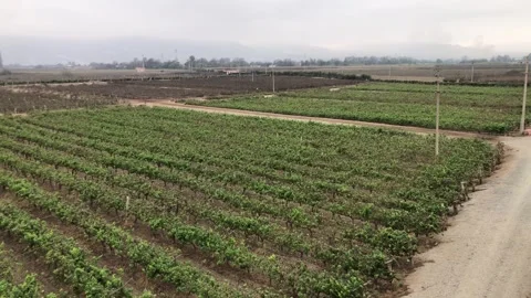 Peruvian vineyard landscape with grape cultivation fields Stock Footage 347736749