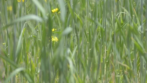 Peruvian wheat field Stock Footage 112208171