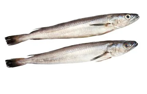 Pescadilla Stock Photos