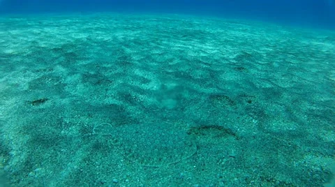 Pesce 2 - Fish run and escapes Stock Footage 39386433
