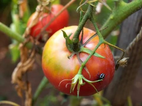 Pest attack Stock Photos