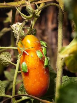 Pest attack Foto stock