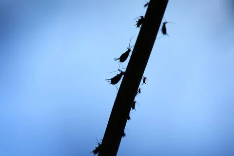 Pest attack Stock Photos