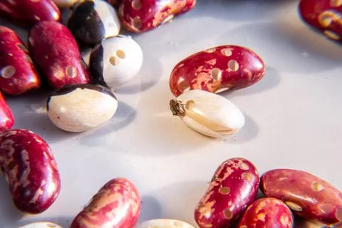 Pest beetle crawls on ripe and cracked white Stock Photos