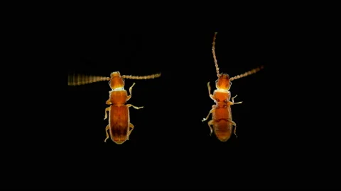 Pest beetle Cryptolestes sp. under the microscope, family Laemophloeidae, Order Stock Footage 145751928