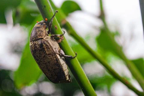 Pest bettle Stock Photos