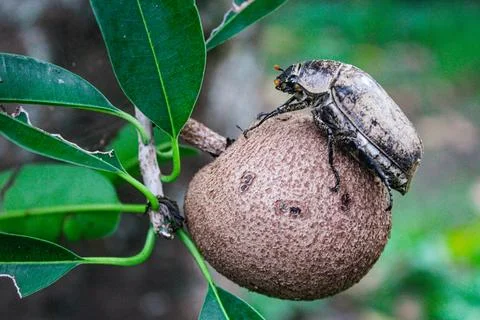 Pest bettle 写真素材