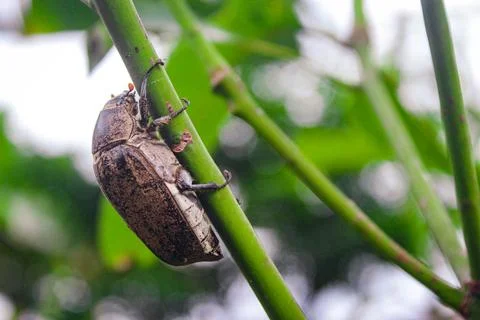 Pest bettle Stock Photos