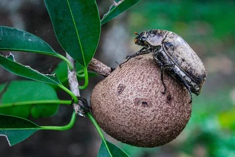 Pest bettle Stock Photos