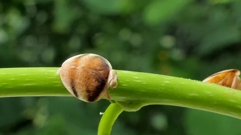 Pest, Brown planthopper, on branch. Vídeos de archivo 78770133