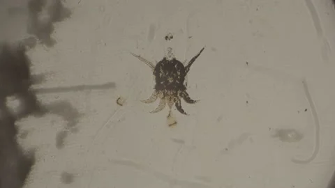 Pest Bug Under Microscope 4K Super Magnification Stockbeeldmateriaal 238378540