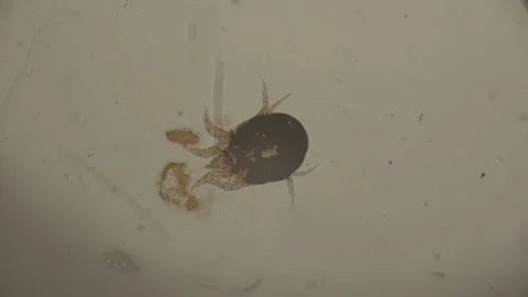 Pest Bug Under Microscope 4K Super Magnification Stockbeeldmateriaal 238378678