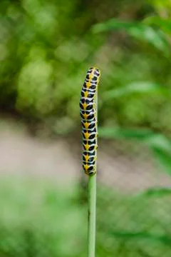 Pest Caterpillar on grass vertical Stock Photos