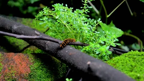 Pest caterpillars Video stock 230212270