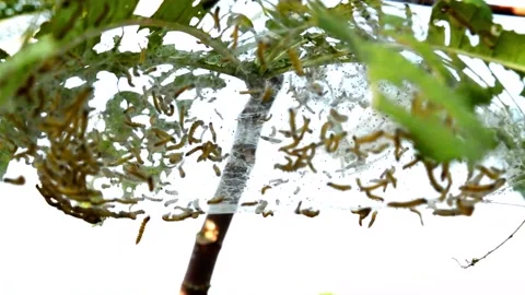 Pest caterpillars Stock-Footage 230212280