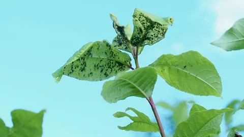 Pest colony on fruit tree leaves, black dots Stock Footage 243306607