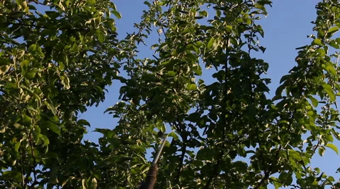 Pest control on an apple-tree. Video stock 57625953