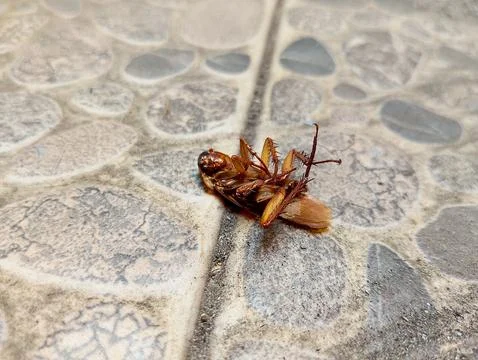Pest Control: A Close-Up of a Dead Cockroach Foto stock