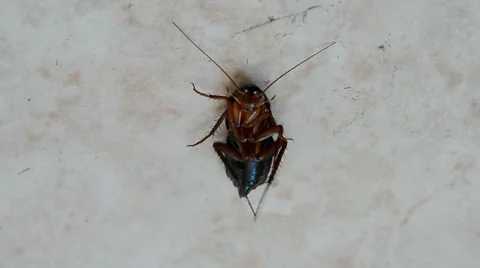 Pest control, cockroach under insecticide, disinfection,sanitary hygiene,insect. Stock Footage 64314374