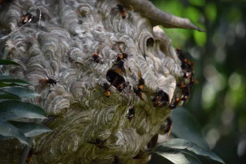 Pest Control Concept, Huge Active Paper Hornet Nest in Nature Stock Photos