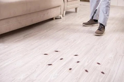 Pest control contractor working in the flat Fotos Stock