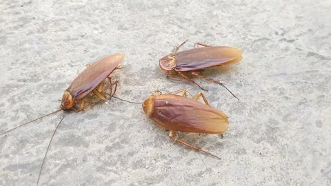 Pest Control Extermination Of Three Cockroaches On Ground Stock Footage 340126182