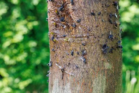 Pest control glue barrier on tree trunk Stock Photos