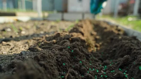 Pest control granules are being sprinkled in a row in a vegetable garden before Video stock 310927148
