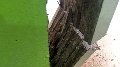 Pest Control at Home Stock-Footage 156687022