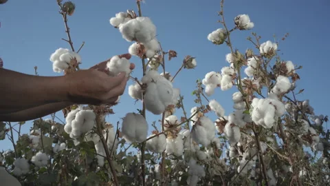 Pest Control Scientist Inspecting Cotton Boll Sample Stock Footage 161042053