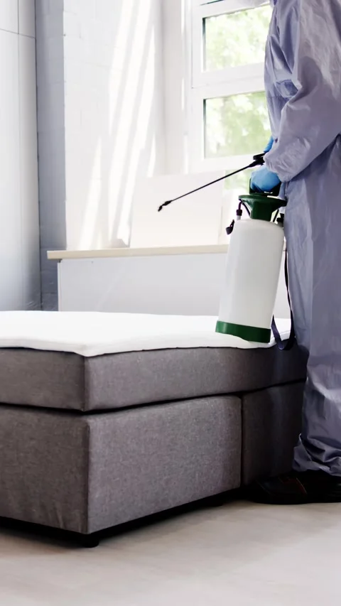 Pest Control Service. Bug Bed Treatment Stock Footage 246834404