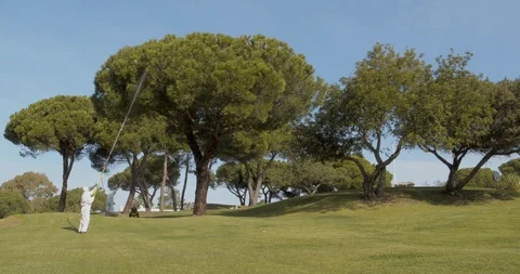 Pest control spraying in Pine tree with biological insecticide (Shot A) Stock Footage 103289328