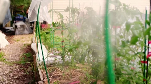 Pest control for vegetable garden plants. Stock Footage 281224875