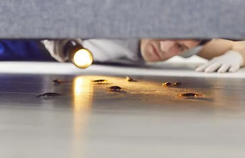 Pest Control Worker Checking Home For Cockroaches Using Flashlight Under Sofa Stock Photos