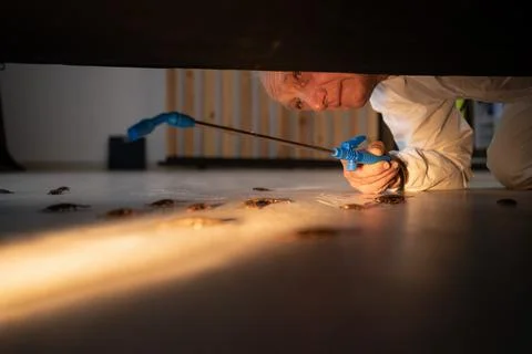 Pest control worker elderly man spraying insecticide over roaches on floor under Stock Photos
