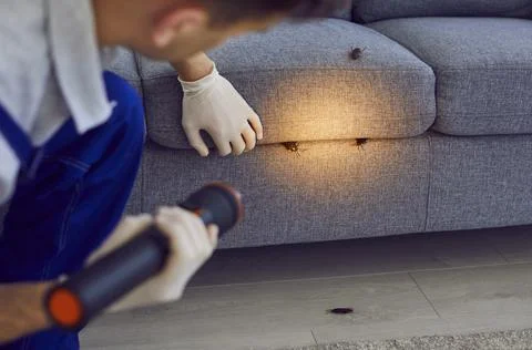 Pest Control Worker Inspecting Sofa For Cockroaches Fotos Stock