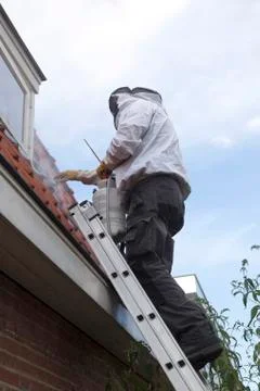 Pest controller on ladder removing wasp nest Stock Photos