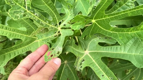 Pest-damaged fig tree leaves. Stock Footage 287427111