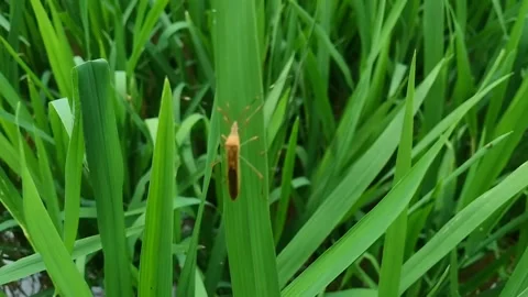 Pest Stock Footage 274702824