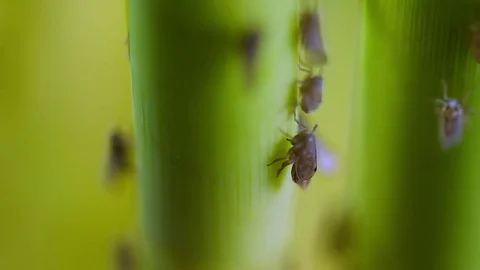 Pest,  Insect, Brown planthopper, Rice pest Stock Footage