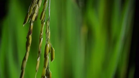 Pest,  Insect, Brown planthopper, Rice pest Stock Footage 83955481