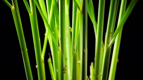 Pest,  Insect, Brown planthopper, Rice pest Stock Footage 83955823