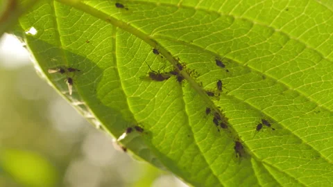 Pest insect 動画素材 248390204