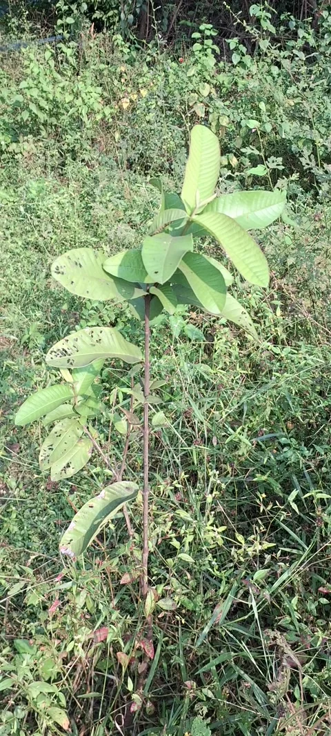 Pest insect on guava tree Stock Footage 291745304