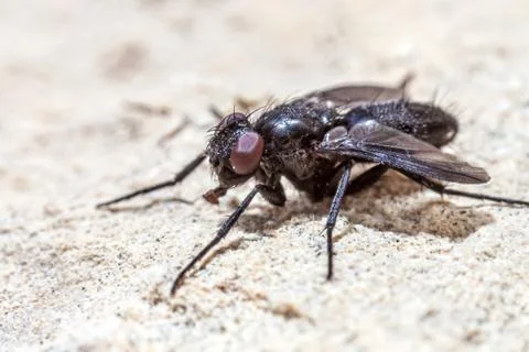The Pest Stock Photos