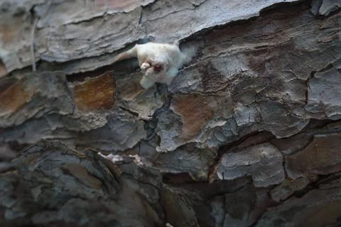 A pest of pine forests Stock Photos