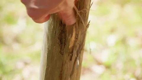 Pest Timber Damage 2 Stock Footage 342851747