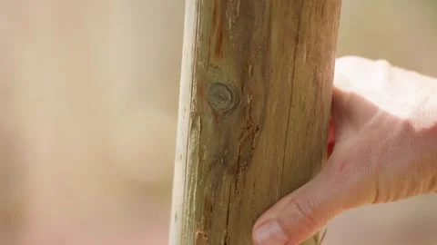 Pest Timber Damage 3 Stock Footage 342850882