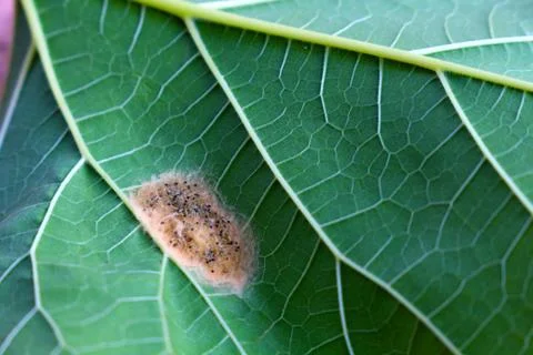 Pest worm on leaf close up Stock Photos