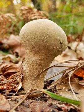 Pestle Puffball. Stock Photos
